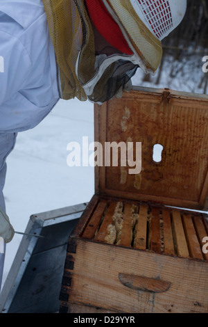 Frau Imker beginnt Bienenkorb für den Winterdienst arbeiten. Stockfoto