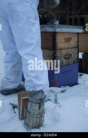 Imker beginnt am Bienenstock zu arbeiten, während Raucher einsatzbereit ist. Stockfoto