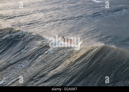 Wie von hinten gesehen, fängt eine Surfer eine große Welle von Hurrikan Sandy in Folly Beach, South Carolina Stockfoto