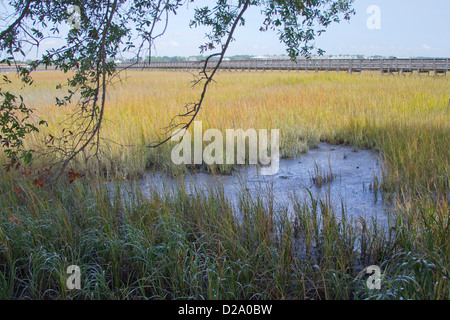 sumpfiges Feuchtgebiet durchzogen von Promenaden auf der Küste von South Carolina, USA Stockfoto