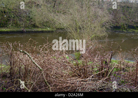 Flusses Kelvin Glasgow Schottland Stockfoto