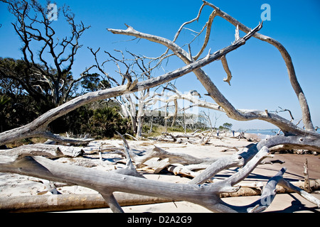 Treibholz am Strand Amelia Island Florida U. S.A. Stockfoto