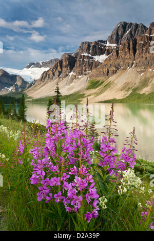 Bogen-Gipfel über Bow Lake und Lupine entlang des Icefields Parkway im Banff National Park, Candadian Rockies, Stockfoto