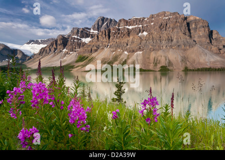 Bogen-Gipfel über Bow Lake und Lupine entlang des Icefields Parkway im Banff National Park, Candadian Rockies, Stockfoto