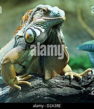 Ein grüner Leguan ist bei den Bergzoo in Halle/Saale, Deutschland, 15. Januar 2013 sehen. Foto: Jan Woitas Stockfoto