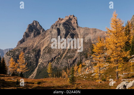 Wiwaxy Spitzen oben fallen Lärchen auf Opabin Plateau, Yoho-Nationalpark, Kanadische Rocky Mountains, British Columbia, Kanada. Stockfoto