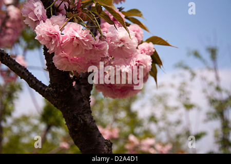 Kirsche, Gu Village Park, Baoshan District, Shanghai, China. Stockfoto