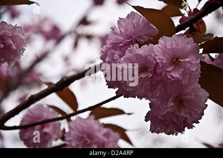 Kirsche, Gu Village Park, Baoshan District, Shanghai, China. Stockfoto