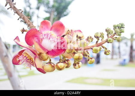 Cannonball Baum; Couroupita Guianensis Aubl. Stockfoto