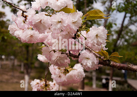 Kirsche, Gu Village Park, Baoshan District, Shanghai, China. Stockfoto