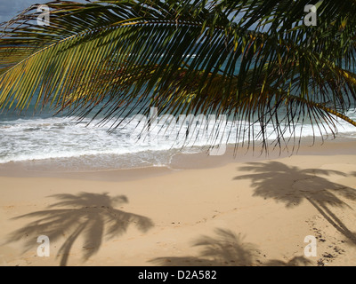 Schatten der Palmen auf einem Sand Stockfoto