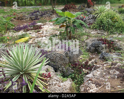 Viele verschiedene Pflanzen und Blumen in einem Garten Stockfoto