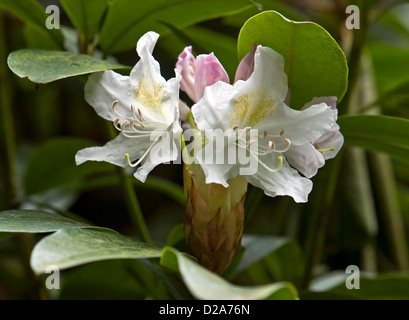 Weiße Rhododendron Blüten im Frühjahr. Stockfoto