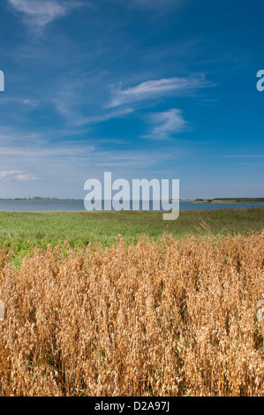 Neue Kirchen, Rügen, Deutschland, Roggenfeld in der Bucht Stockfoto