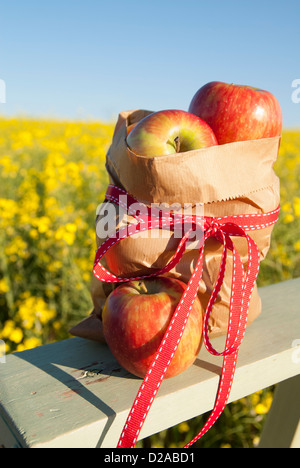 Plünderung Äpfel auf Holzzaun Stockfoto