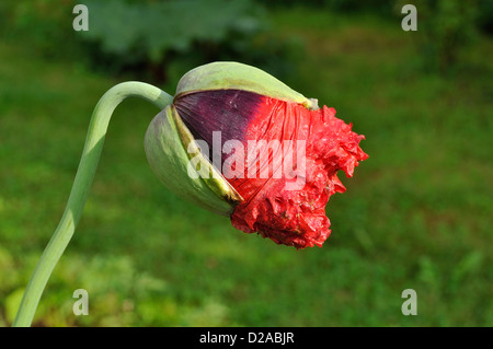 Mohn oder Opium-Mohn (Papaver Somniferum), die Blume bereit, im Juni öffnen-Taste. Frankreich. Stockfoto