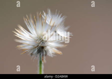 Weiße helle stacheligen Blume Stockfoto