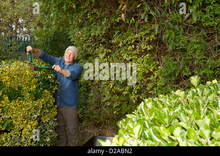 Ältere Mann trimmen Hecken im Garten Stockfoto