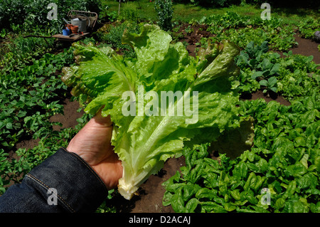 Ein Mann hält einen Salat, frisch gepflückten Salat (Lactuca Sativa), Sorte: Batavia "Rouge Grenobloise", im Juni. Stockfoto