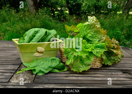Frisch gepflückte Spinat (Spinacia oleracea), Sorte: 'Matador' und Kopfsalat (Lactuca sativa), Sorte: "Rouge Grenobloise". Stockfoto