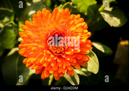Ringelblumeblume wächst auf Zuteilung Stockfoto