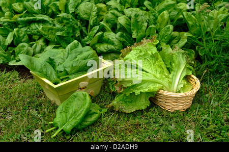 Frisch gepflückten Spinat (Spinacia Oleracea), Sorte: 'Matador' und Kopfsalat (Lactuca Sativa). Stockfoto