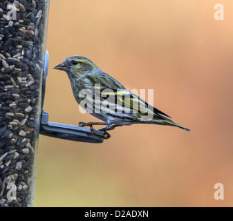 Siskin, Weiblich, (Carduelis spinus), auf Saatgut der Feeder, Hampshire, England, UK. Europa Stockfoto