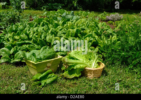 Frisch gepflückte Spinat (Spinacia oleracea), Sorte: 'Matador' und Salat "Rouge Grenobloise' (Lactuca sativa). Stockfoto