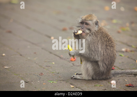 Wilde Affen essen Bananen gegeben durch Touristen in Bali, Indonesien Stockfoto