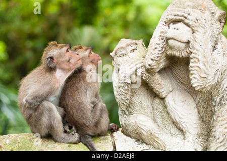 Long-tailed Makaken (Macaca Fascicularis) in Sacred Monkey Forest, Ubud, Indonesien Stockfoto