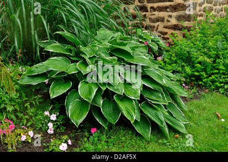 Hosta Crispula (Trivialnamen: duftende Wegerich Lilie; Wegerich-Lilie), Grenze zwischen dem Weg des Gartens, im Juni. Stockfoto
