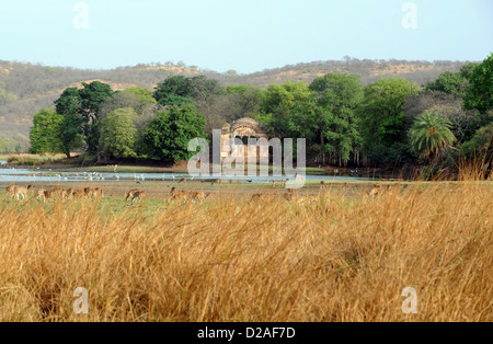 Rajbagh Lake im Ranthambhore National Park, Rajasthan, Indien Stockfoto