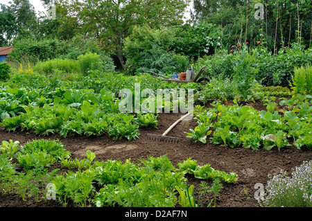 Gemüsebeete: Kopfsalat (Batavia' Reine des Glaces"), Kohl (Mailand) Kohl, Spinat Matador), Kartoffeln, Bohnen. Stockfoto