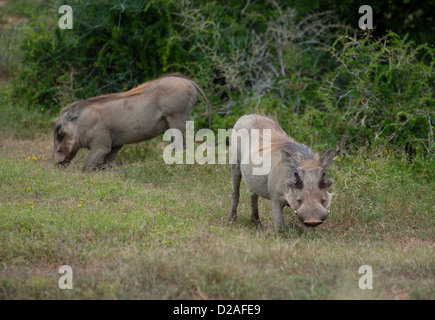 Südafrika, Eastern Cape, Addo Elephant National Park, Warzenschwein (Phacochoerus Africanus) Stockfoto