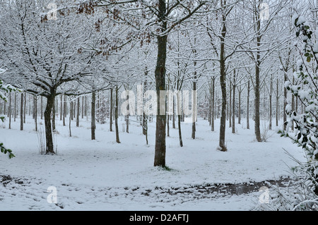 Ein Hain unter Schnee in die Landschaft des nördlichen Mayenne (Land der Loire, Frankreich). Stockfoto