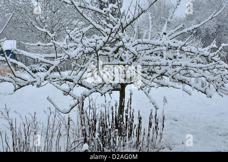 Apple treee (Sorte: Grau Herbst rotbraun) im Garten, unter Schnee, im Januar. Stockfoto