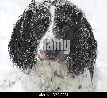 Petworth, Sussex. VEREINIGTES KÖNIGREICH. 18. Januar 2013. UK Springer Spaniel 'Emma' aus in der Nähe von Petworth in Sussex war erstaunt, um Zoll von Schnee auf ihrem Morgenspaziergang zu finden. Stockfoto