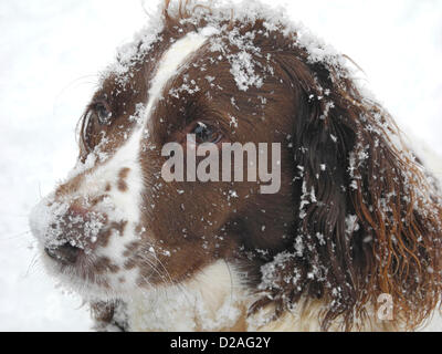 Petworth, Sussex. VEREINIGTES KÖNIGREICH. 18. Januar 2013. UK Springer Spaniel 'Emma' aus in der Nähe von Petworth in Sussex war erstaunt, um Zoll von Schnee auf ihrem Morgenspaziergang zu finden. Stockfoto