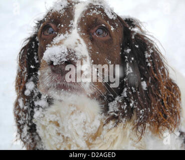 Petworth, Sussex. VEREINIGTES KÖNIGREICH. 18. Januar 2013. UK Springer Spaniel 'Emma' aus in der Nähe von Petworth in Sussex war erstaunt, um Zoll von Schnee auf ihrem Morgenspaziergang zu finden. Stockfoto