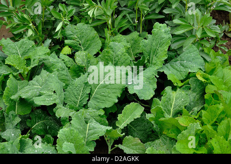 Zuteilung der jungen Pflanzen von Kohl (Kohl von Mailand, Brassica Oleracea Sabauda), in einem Gemüsegarten im Juni. Stockfoto