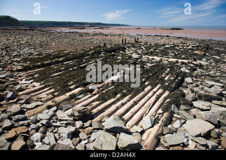 Reste von hölzernen Piers und Molen aus dem Kohle-Bergbau am Strand in der Joggins Fossil cliffs Stockfoto