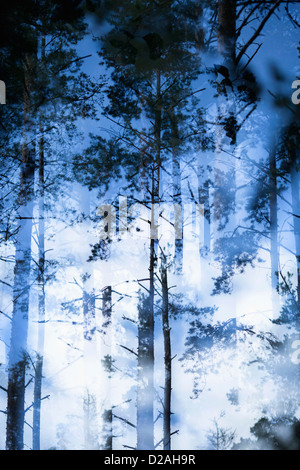 Verschwommene Sicht der Bäume im Wald Stockfoto