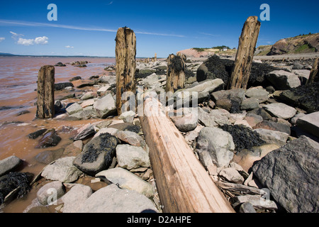 Reste von hölzernen Piers und Molen aus dem Kohle-Bergbau am Strand in der Joggins Fossil cliffs Stockfoto