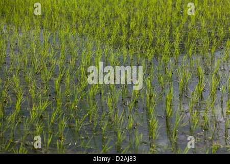 Einem neu gepflanzten Reisfeld mit frischen Keimling wächst in Wasser und Schlamm. Stockfoto