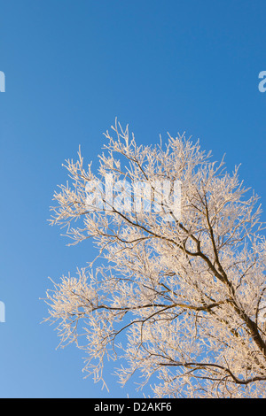 eine mattierte Weide mitten unter einem strahlend blauen Himmel im Winter Stockfoto