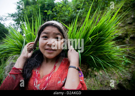 Ein junges Mädchen trägt ihren geernteten grünen auf dem Rücken hoch oben in den Bergen in Nepal. Stockfoto