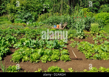 Gemüsegarten im Juni: gemüsebeete von Batavia Salat, Kohl, Kartoffeln, Knoblauch, Bohnen, ... Stockfoto