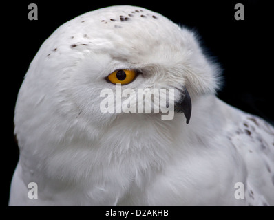 Juvenile Männchen Schnee-Eule (Bubo Scandiacus) Stockfoto