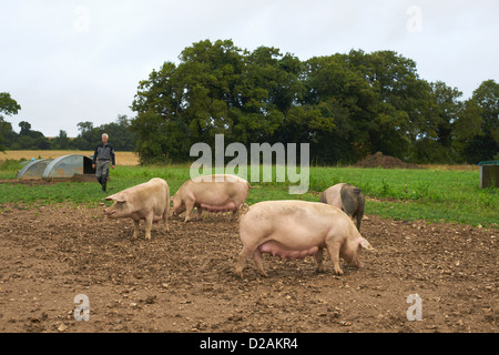 Schweine wühlen im Dreck Feld Stockfoto