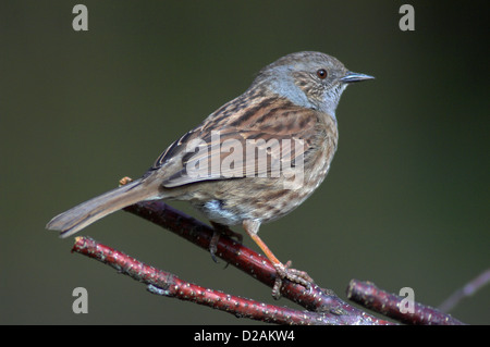 Heckenbraunelle oder Hedgesparrow im zeitigen Frühjahr. Dorset, UK März 2007 Stockfoto